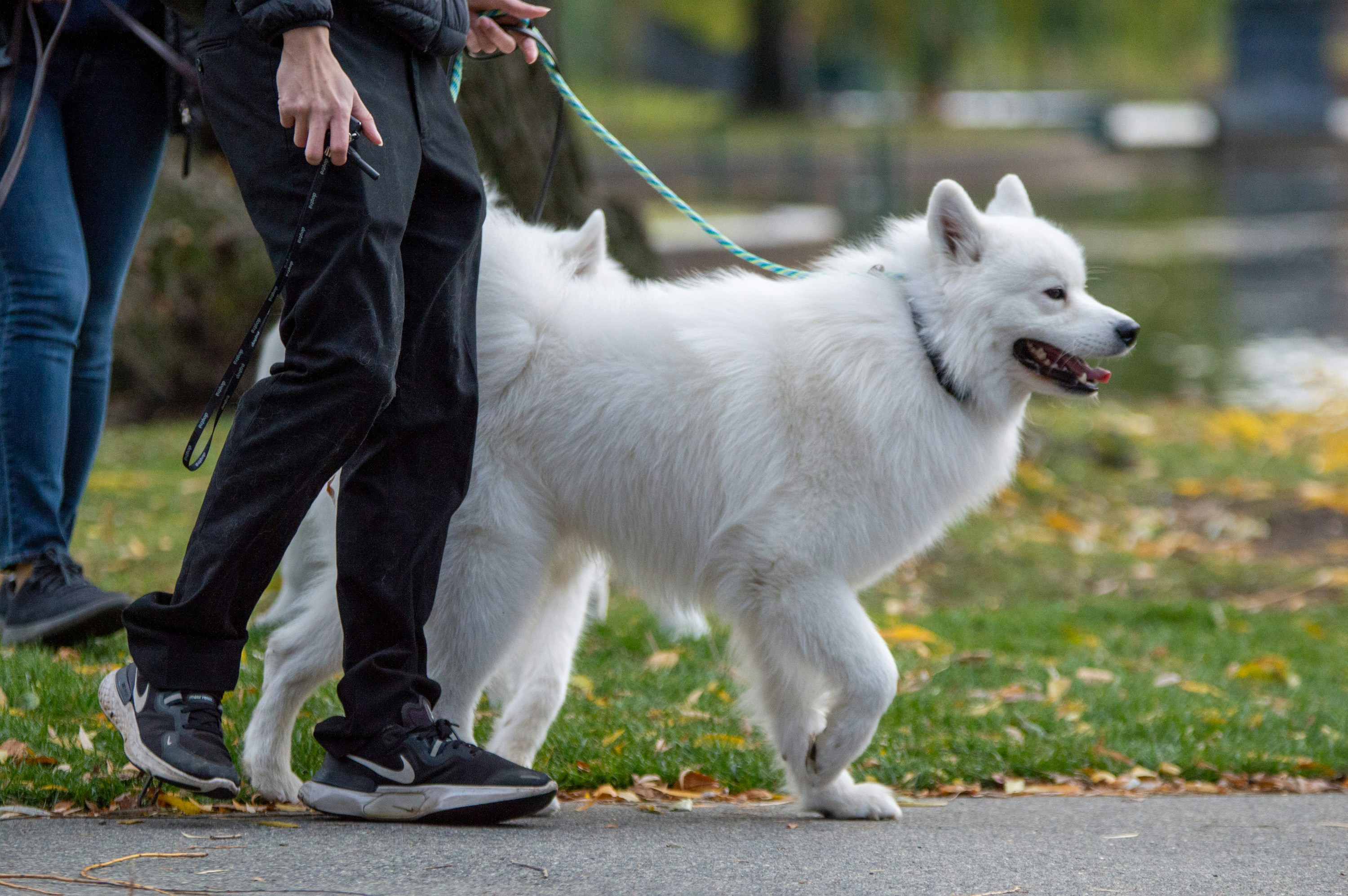 A sitter walking a dog on a leash through the city